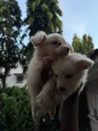 Purebred Japanese Spitz Puppy - 0-1 Month Male - 5