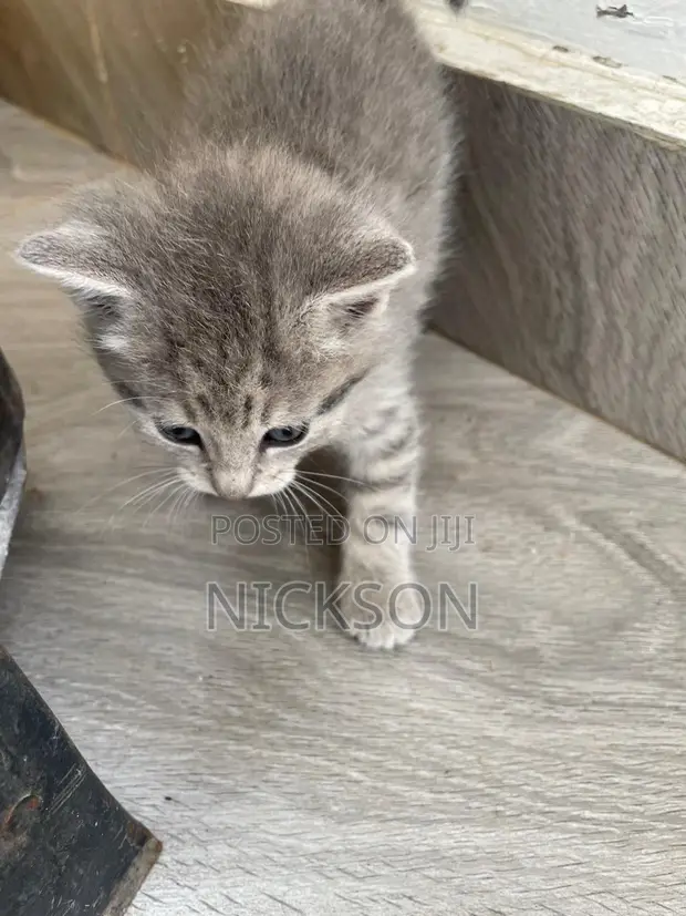 Male Mixed Breed Cat, 1-3 Months - 1