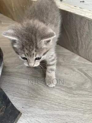 Male Mixed Breed Cat, 1-3 Months