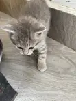 Male Mixed Breed Cat, 1-3 Months - 1