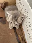 Male Mixed Breed Cat, 1-3 Months - 2