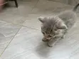 Male Mixed Breed Cat, 1-3 Months - 3