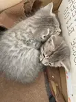 Male Mixed Breed Cat, 1-3 Months - 4