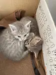 Male Mixed Breed Cat, 1-3 Months - 5
