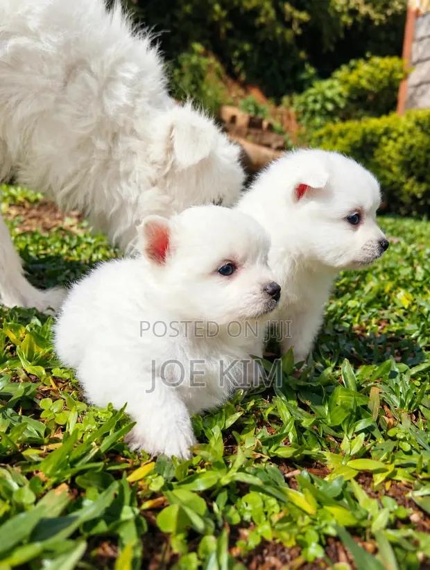 Purebred Japanese Spitz Puppy (Male) - 1
