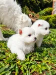 Purebred Japanese Spitz Puppy (Male) - 1