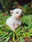 Purebred Japanese Spitz Puppy (Male) - 2
