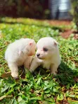 Purebred Japanese Spitz Puppy (Male) - 3
