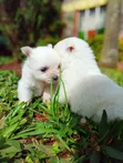 Purebred Japanese Spitz Puppy (Male) - 4