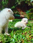 Purebred Japanese Spitz Puppy (Male) - 5