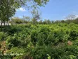 Ardhi ya Eka 1 ya Kipekee kwa Uuzaji Diani - 5