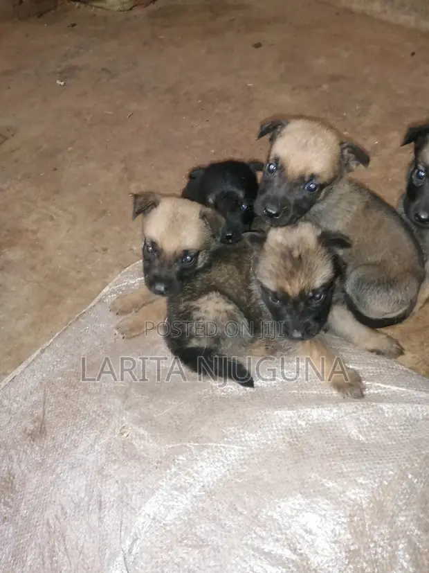 Female Mixed Breed Boerboel Puppy (0-1 Month) - 1