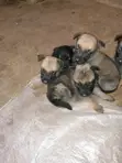 Female Mixed Breed Boerboel Puppy (0-1 Month) - 1