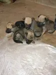 Female Mixed Breed Boerboel Puppy (0-1 Month) - 2