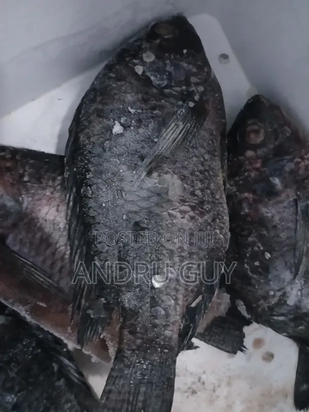 Lake Victoria Tilapia & Nile Perch (Mbuta) - 1