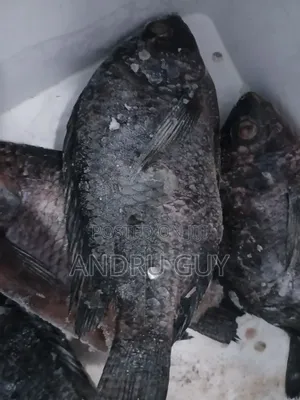 Lake Victoria Tilapia & Nile Perch (Mbuta)