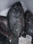Samaki wa Ziwa Victoria: Tilapia na Nile Perch (Mbuta) - 1