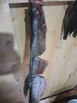 Samaki wa Ziwa Victoria: Tilapia na Nile Perch (Mbuta) - 4