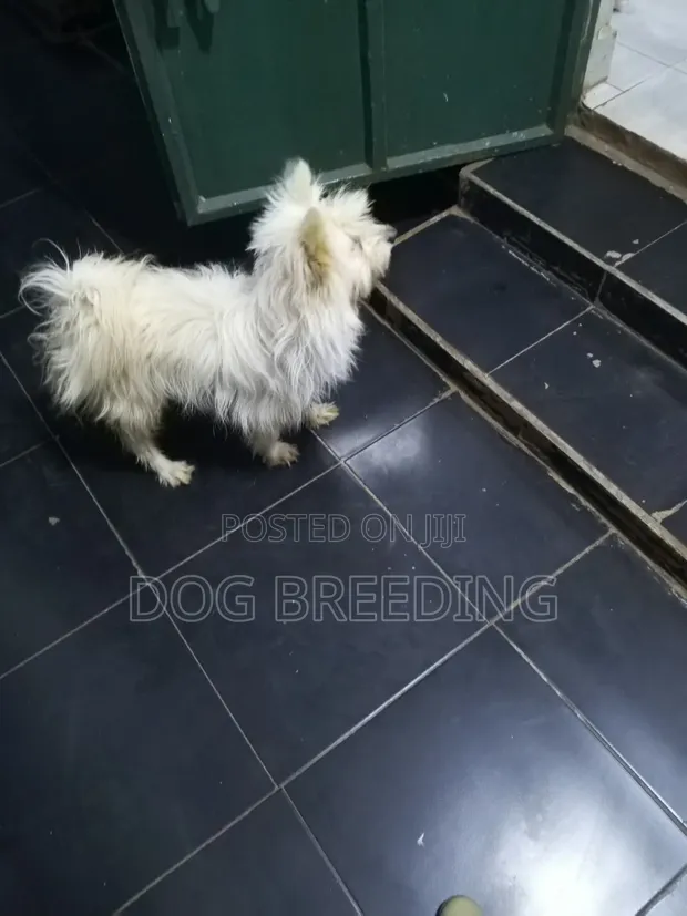 Purebred Maltese Puppy - 1-3 Months Old - 1