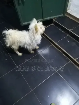 Purebred Maltese Puppy - 1-3 Months Old