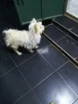 Purebred Maltese Puppy - 1-3 Months Old - 1