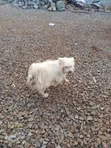 Purebred Maltese Puppy - 1-3 Months Old - 2