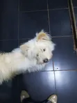 Purebred Maltese Puppy - 1-3 Months Old - 3