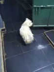 Purebred Maltese Puppy - 1-3 Months Old - 4