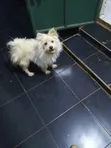 Purebred Maltese Puppy - 1-3 Months Old - 5