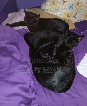 Purebred Bombay Male Cat, 3-6 Months