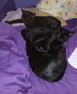 Purebred Bombay Male Cat, 3-6 Months - 1