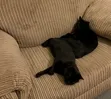 Purebred Bombay Male Cat, 3-6 Months - 2