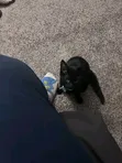 Purebred Bombay Male Cat, 3-6 Months - 3