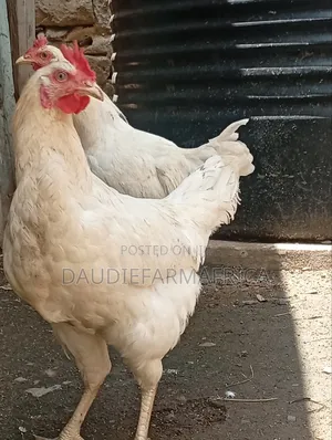 Kienyeji Cockerels
