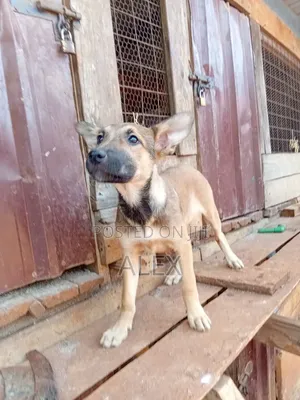 4-Month-Old Purebred Belgian Malinois Puppy