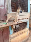 4-Month-Old Purebred Belgian Malinois Puppy - 2