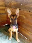 4-Month-Old Purebred Belgian Malinois Puppy - 3