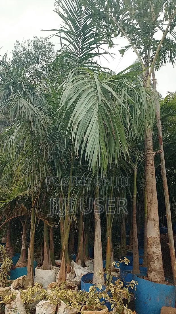 Healthy Roly Palm - 1