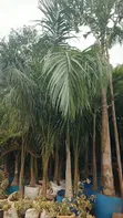 Healthy Roly Palm - 1