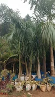 Healthy Roly Palm - 2