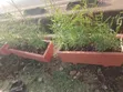 Brown Potted Trough - 1