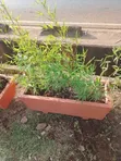 Brown Potted Trough - 2