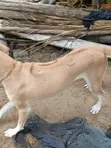 Female Rhodesian Ridgeback, 6-12 Months - 1