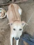 Female Rhodesian Ridgeback, 6-12 Months - 2