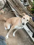 Female Rhodesian Ridgeback, 6-12 Months - 3