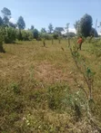 Vipande 3 vya Ardhi Vinauzwa Ngecha, Limuru - 1