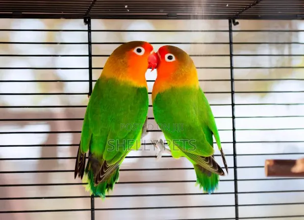 Young Female Lovebird Parrot - 1