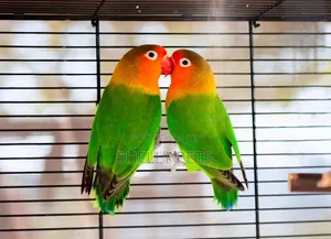 Young Female Lovebird Parrot