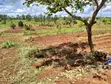 1/4 Acre Land for Sale in Kirinyaga Near Kagio - 2
