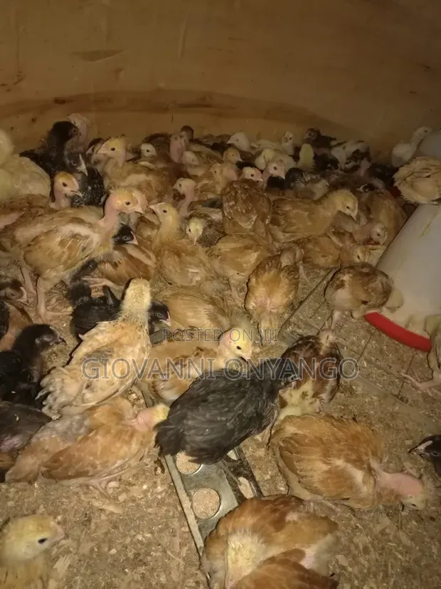 3-Month-Old Pure Kienyeji Chicks - 1